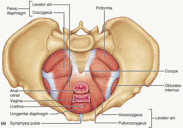 PelvicDyaphragm
